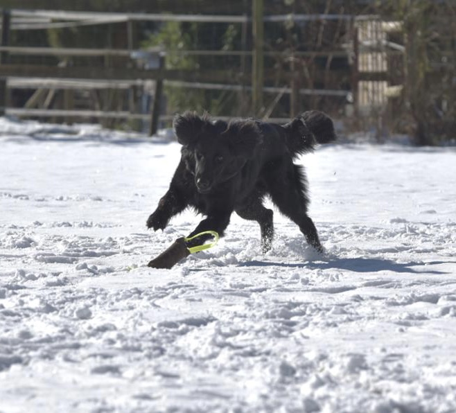 Nachzuchtbeurteilung Hamburg 03/2023